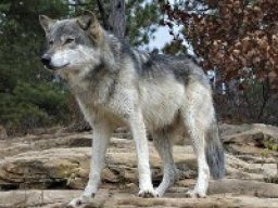 Loup gris du Texas